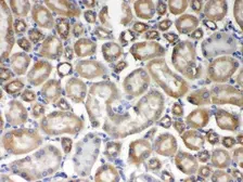 Anti-AIM2 antibody used in IHC (Paraffin sections) (IHC-P). GTX00830