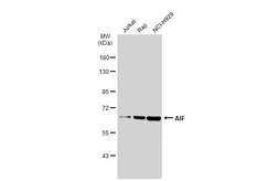 Anti-AIF antibody [GT1143] used in Western Blot (WB). GTX00833