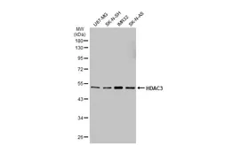 Anti-HDAC3 antibody [GT1144] used in Western Blot (WB). GTX00834