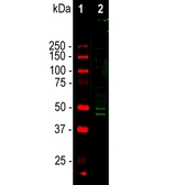 Anti-NeuN antibody used in Western Blot (WB). GTX00837