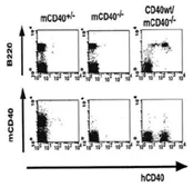 Anti-CD40 antibody [5C3] (FITC) used in Flow cytometry (FACS). GTX00854
