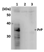 Anti-Prion Protein (PrP) antibody [7A1] used in Western Blot (WB). GTX00857
