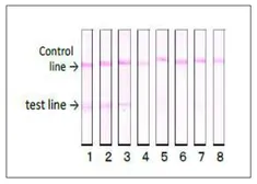 Anti-Verotoxin / Shiga toxin (SLT-1 + SLT-2) subunit A antibody [vero-01] used in Lateral Flow (Lateral Flow). GTX00863