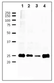 Anti-Influenza B virus M1 (matrix protein) antibody [6A11] used in Western Blot (WB). GTX00869