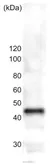 Anti-beta tubulin antibody used in Western Blot (WB). GTX00877