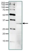 Anti-CDC2 antibody used in Western Blot (WB). GTX00882