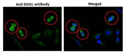 Anti-DSN1 antibody used in Immunocytochemistry/ Immunofluorescence (ICC/IF). GTX00889