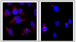 Anti-Centrin 1 antibody used in Immunocytochemistry/ Immunofluorescence (ICC/IF). GTX00891