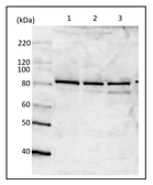 Anti-MCM7 antibody used in Western Blot (WB). GTX00894