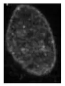 Anti-HP1 gamma antibody used in Immunocytochemistry/ Immunofluorescence (ICC/IF). GTX00898