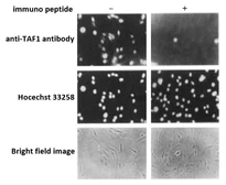 Anti-TAF1 antibody used in Immunocytochemistry/ Immunofluorescence (ICC/IF). GTX00900