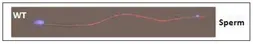 Anti-SLC22A14 antibody used in Immunocytochemistry/ Immunofluorescence (ICC/IF). GTX00905