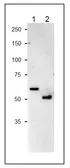 Anti-NiR antibody used in Western Blot (WB). GTX00923