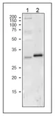 Anti-Cytochrome f antibody used in Western Blot (WB). GTX00930