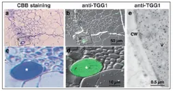 Anti-TGG1 / Myrosinase 1 antibody used in Immunocytochemistry/ Immunofluorescence (ICC/IF). GTX00932