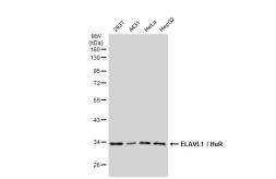 Anti-ELAVL1 / HuR antibody [GT1182] used in Western Blot (WB). GTX00944