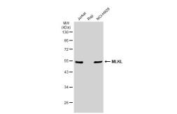 Anti-MLKL antibody [GT1191] used in Western Blot (WB). GTX00953
