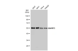 Anti-IRF3 antibody [GT1194] used in Western Blot (WB). GTX00956