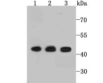 Anti-ETS1 antibody [JM92-32] used in Western Blot (WB). GTX00984