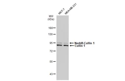 Anti-Cullin 1 antibody [JM72-30] used in Western Blot (WB). GTX00988