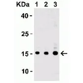 Anti-IL17A antibody used in Western Blot (WB). GTX01094