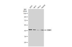 Anti-ERK1 antibody [GT1156] used in Western Blot (WB). GTX01099
