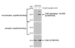 Anti-Chk1 antibody [ST57-09] used in Western Blot (WB). GTX01101