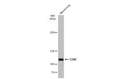 Anti-CD26 antibody [JM11-42] used in Western Blot (WB). GTX01103