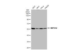 Anti-IMPDH2 antibody [JE40-87] used in Western Blot (WB). GTX01127