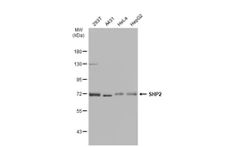 Anti-SHP2 antibody [SD20-75] used in Western Blot (WB). GTX01144