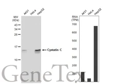 Anti-Cystatin C antibody [JJ09-16] used in Western Blot (WB). GTX01145