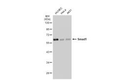 Anti-Smad1 antibody [SD2090] used in Western Blot (WB). GTX01154