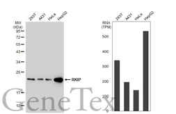 Anti-RKIP antibody [SC58-09] used in Western Blot (WB). GTX01163