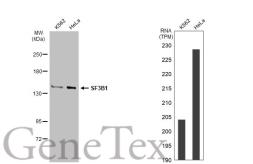 Anti-SF3B1 antibody [JB40-32] used in Western Blot (WB). GTX01165