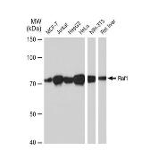 Anti-Raf1 antibody [GT1215] used in Western Blot (WB). GTX01196