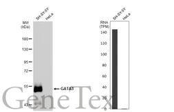 Anti-GATA3 antibody [GT1217] used in Western Blot (WB). GTX01198
