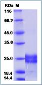 Human VEGF183 protein (active). GTX01224-pro