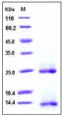 Human BMP2 protein (active). GTX01248-pro