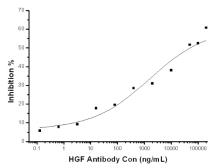 Anti-HGF antibody [mh010] used in Neutralizing/Blocking/Inhibition (Neutralizing/Inhibition). GTX01262