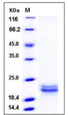 Human SCF protein, His tag (active). GTX01283-pro