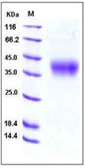 Mouse 4-1BBL / CD137L protein, His tag. GTX01288-pro