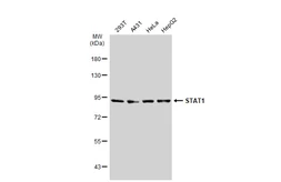 Anti-STAT1 antibody [GT1157] used in Western Blot (WB). GTX01292