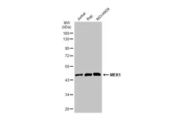Anti-MEK1 antibody [GT1158] used in Western Blot (WB). GTX01293