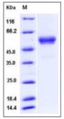 Mouse Interferon gamma protein, human IgG1 Fc tag (active). GTX01302-pro