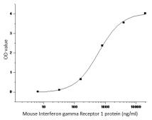 Mouse Interferon gamma protein, His tag (active). GTX01303-pro
