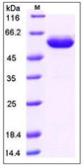 Human EPO receptor protein, human IgG1 Fc tag (active). GTX01352-pro