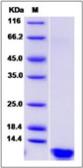 Human Insulin protein (active). GTX01364-pro
