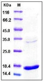 Human TNF alpha protein (active). GTX01368-pro