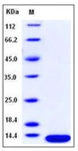 Human beta 2 Microglobulin protein, His tag. GTX01397-pro