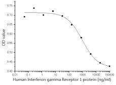 Human Interferon gamma Receptor 1 protein, human IgG1 Fc and His tag (active). GTX01422-pro